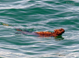 Swimming Marine Iguana