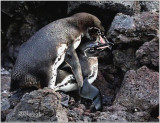 How Wild Baby Penguins are Made