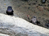 Male and Female Darwin Finches