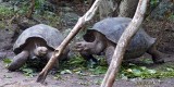 Wild Giant Tortoise Fight