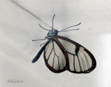 Clearwing Behind Glass