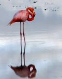 Flamingo in the Wild 2014