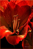 Heart of the Amaryllis