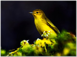 Golden Warbler