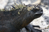 Marine Iguana