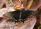 Black Swallowtail