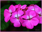 Pink Flowers