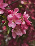 Crab Apple Bloosoms 2015