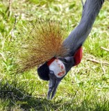 African Crown Crane