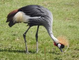 African Crown Crane