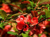 Flowering Quince