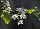 Bradford Pear: April 10, 2015