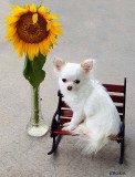 Bailey & the Sunflower 2015