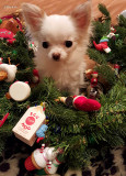 Bailey in the Wreath 2015