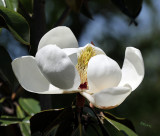 Magnolia 2016
