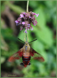 Hummingbird Moth 2016