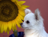 Bailey &  the Sunflower 2016