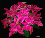 Pink Poinsettia 2016