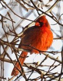 Cold Cardinal 2017