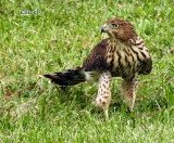 Young Hawk