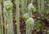 Fiddlehead fern in the morning dew