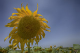 sunflower 2.jpg