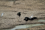 Glossy Ibis and Herons at Gan Shmuel.jpg