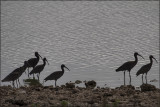 Glossy Ibis Silouettes.jpg