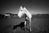 Portrait of a Horse.