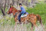 Using horse to herd sheep and goats.