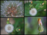 macro weeds.jpg