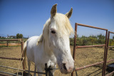 portrait of a horse.jpg