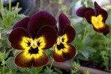 The faces of Pansies.