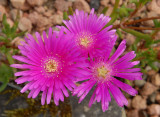 Mesembryanthemums - or Livingston Daisy