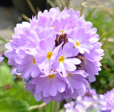 Primula denticulata.