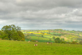 Herefordshire view.