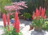 Lupins in our garden.