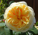 Yellow rose.
