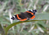 Red Admiral.