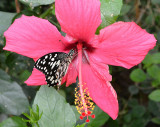 Butterfly on pink.