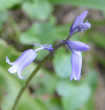 Bluebells