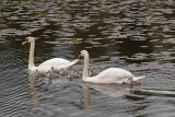 The Swan Family.