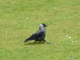 Strutting Jackdaw.