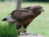 Hawk.(type unknown)
