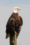 Bald Eagle.