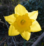 Glowing Daffodil.