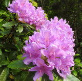 Wild Rhododendron.