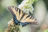 Spicebush Swallowtail