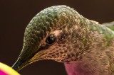 Hummingbird at Feeder