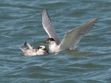 Juvenile Forsters Tern being fed
